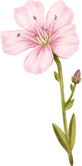 Pink Flower Illustration